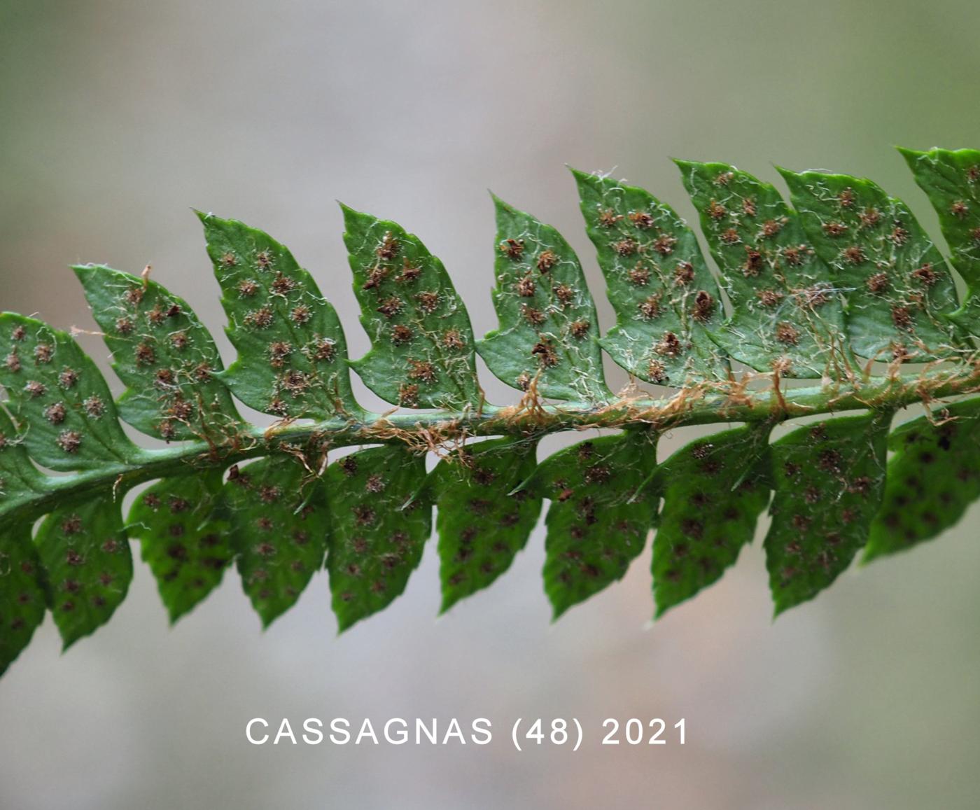 Fern, Soft Shield fruit